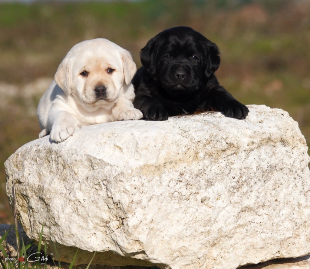 Des Vallées De Galway - Males Labradors 3 couleurs disponibles