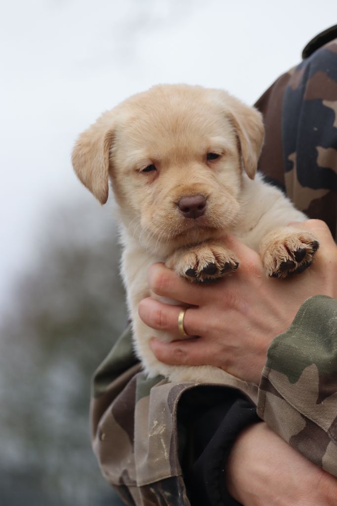 Des Vallées De Galway - Chiot disponible  - Labrador Retriever