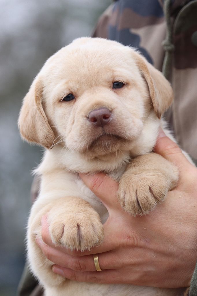 Des Vallées De Galway - Chiot disponible  - Labrador Retriever