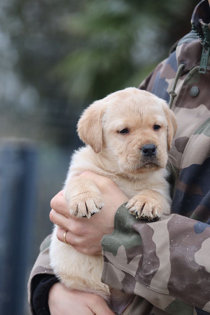 Des Vallées De Galway - Chiot disponible  - Labrador Retriever