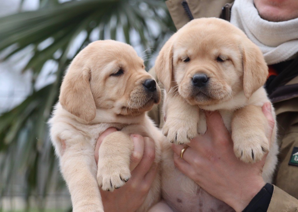 Des Vallées De Galway - Chiot disponible  - Labrador Retriever