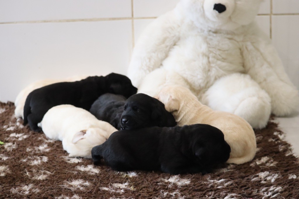 chiot Labrador Retriever Des Vallées De Galway