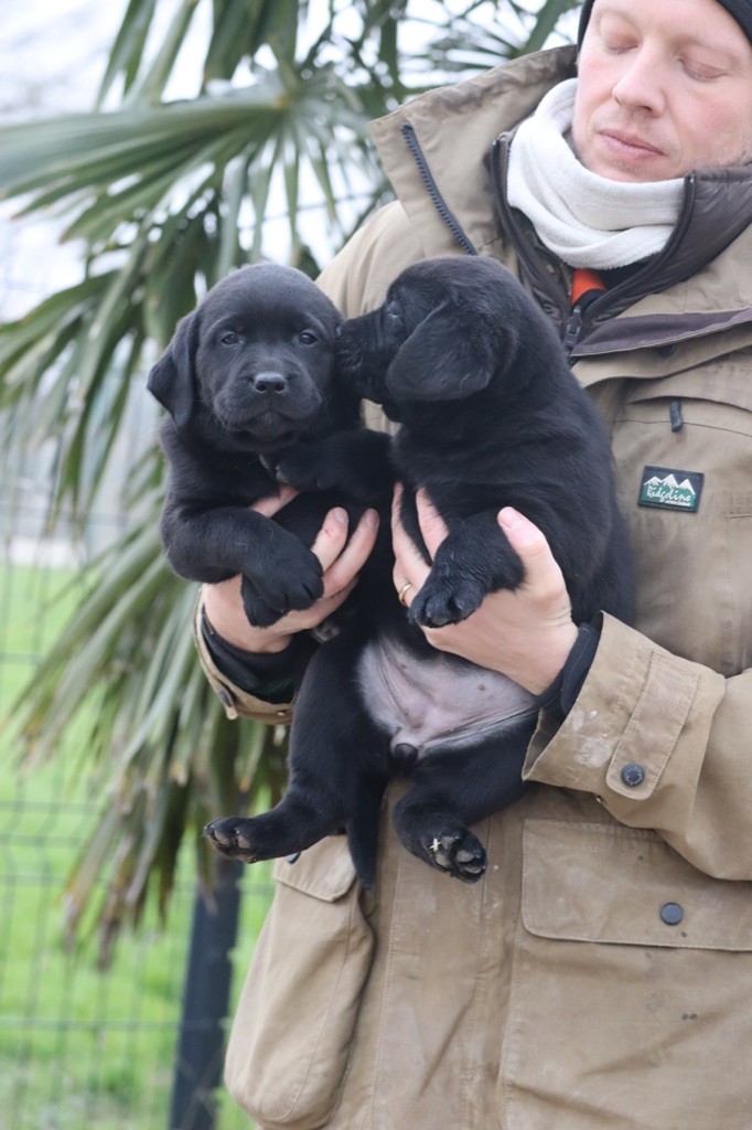 Des Vallées De Galway - Chiot disponible  - Labrador Retriever