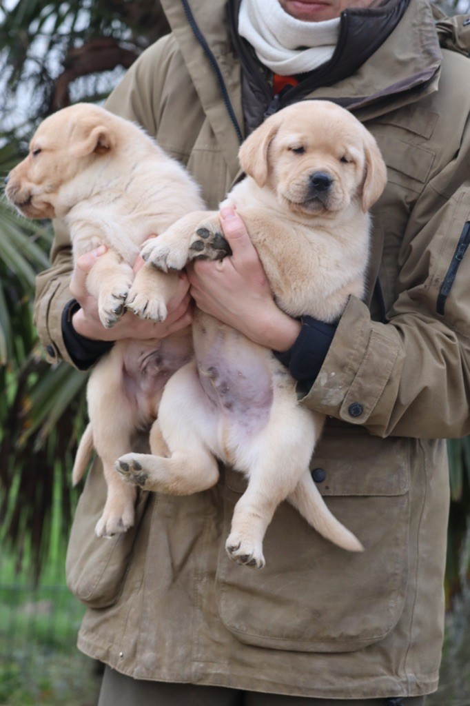 Des Vallées De Galway - Chiot disponible  - Labrador Retriever