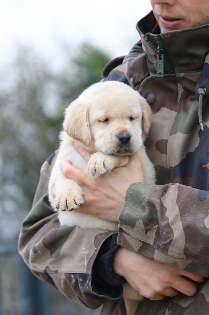 Des Vallées De Galway - Chiot disponible  - Labrador Retriever