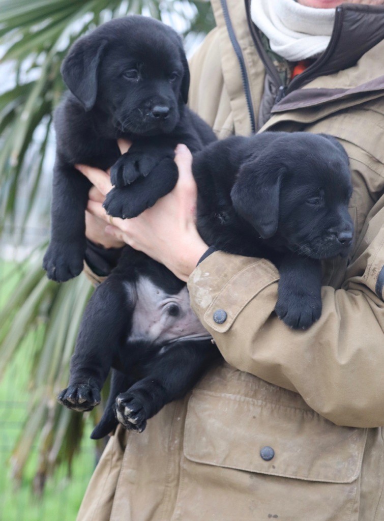 Des Vallées De Galway - Chiot disponible  - Labrador Retriever