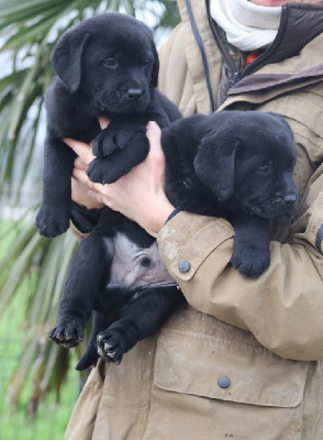 Des Vallées De Galway - Labrador Retriever - Portée née le 10/12/2024