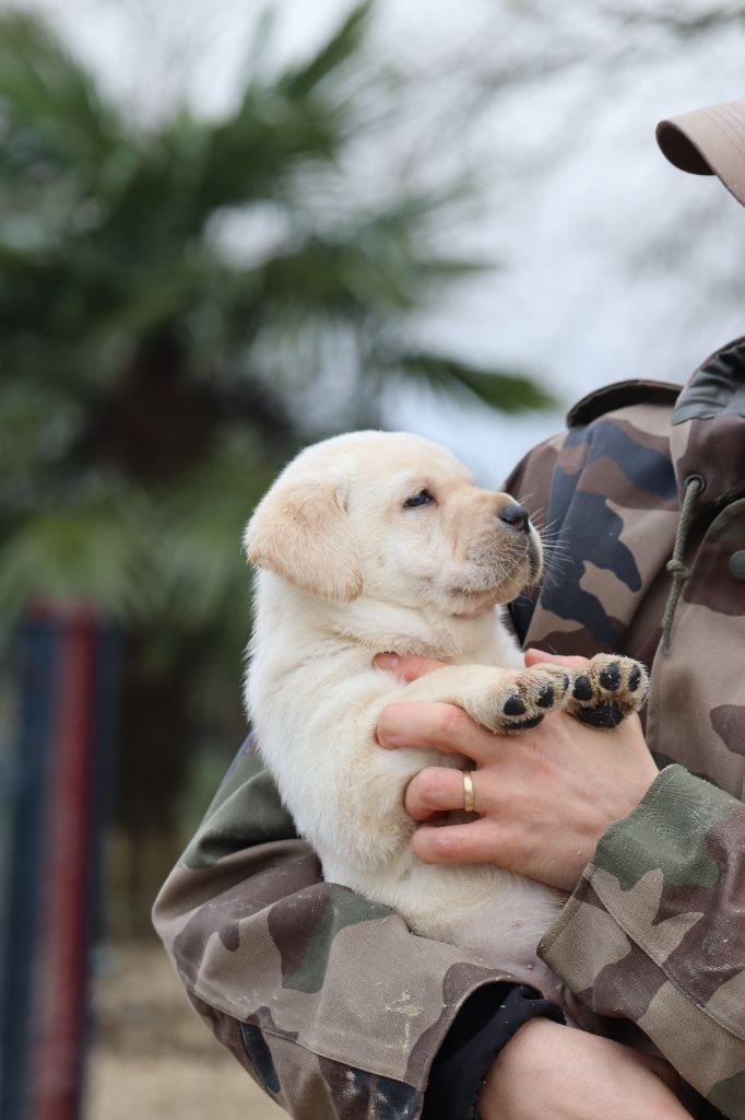 Des Vallées De Galway - Chiot disponible  - Labrador Retriever