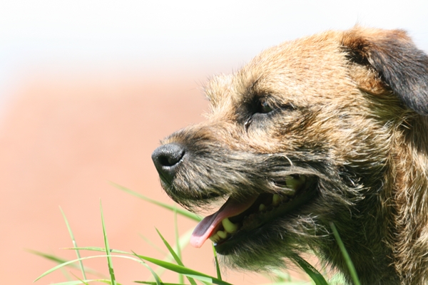 Cléa du Domaine de Jonieve