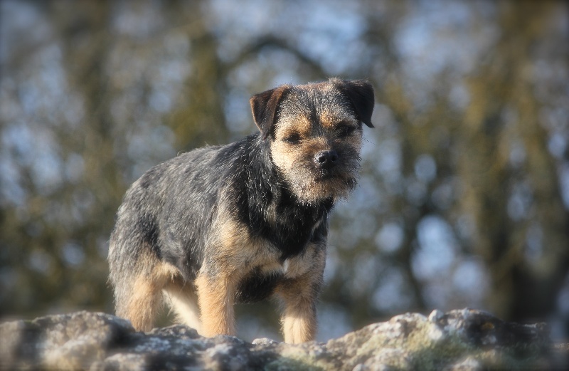 Galway du Bois des Ifs