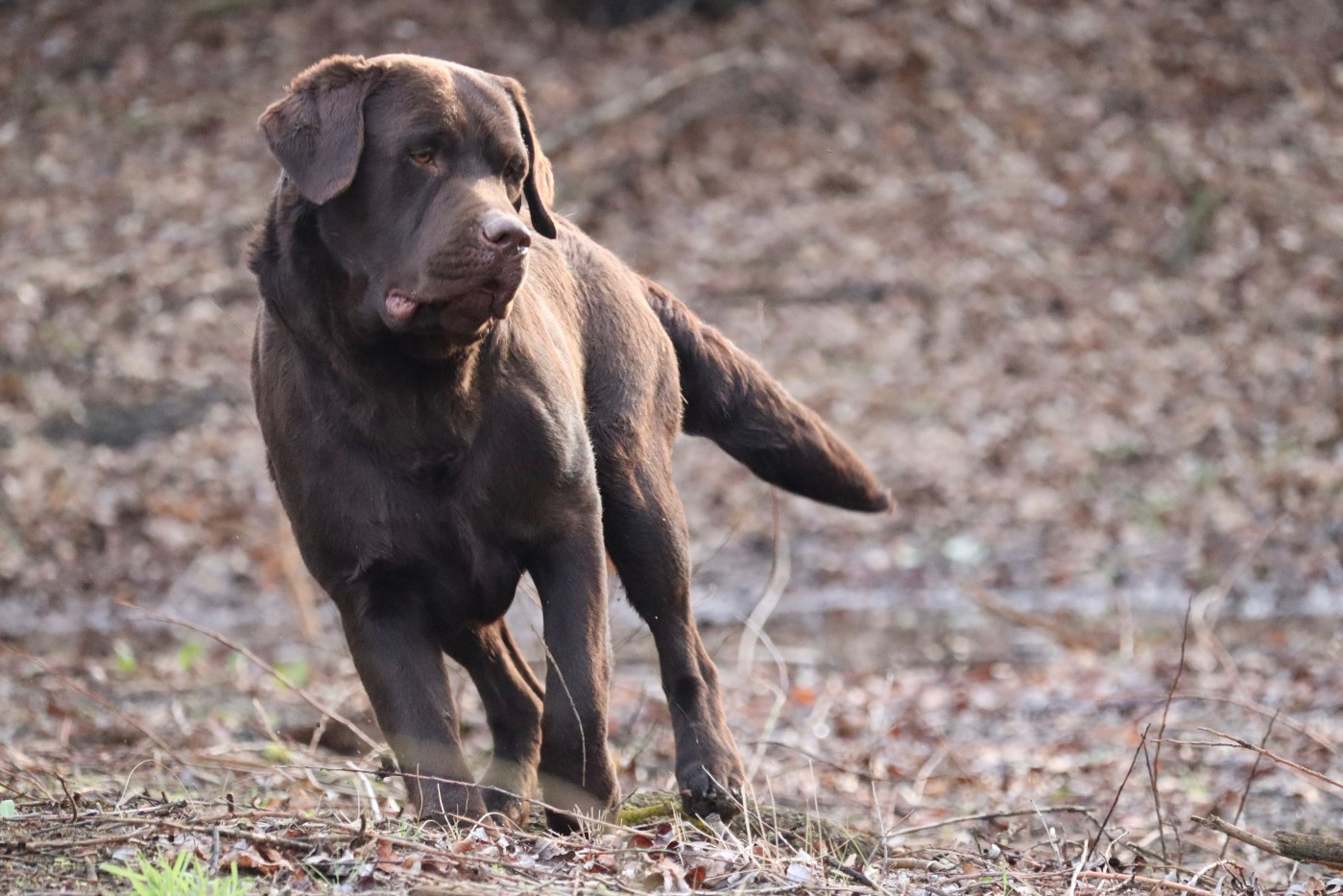 VERS L'INFINI ET AU DELA (BUZZ) De Pont Barreau