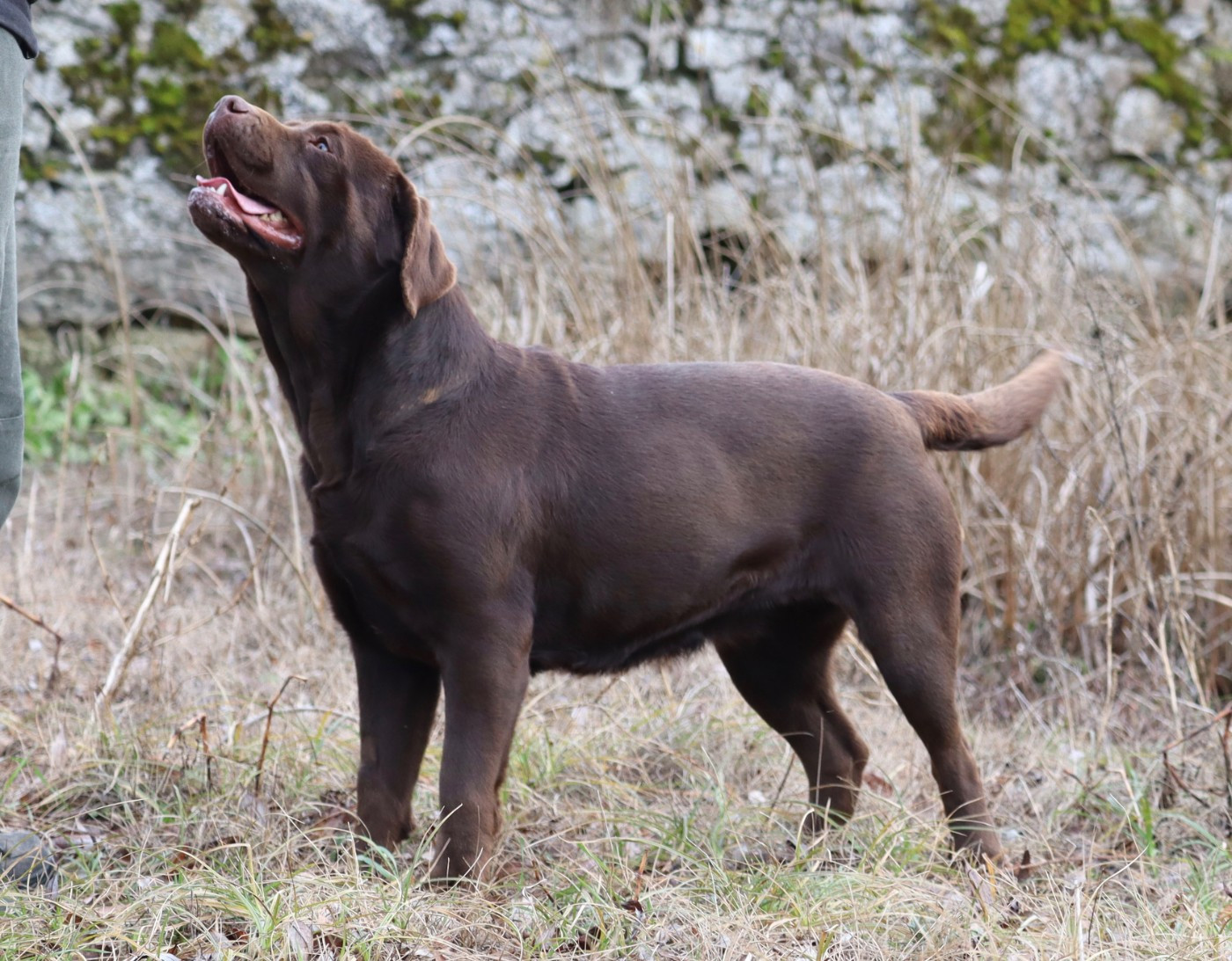 ULALA diamond du chai