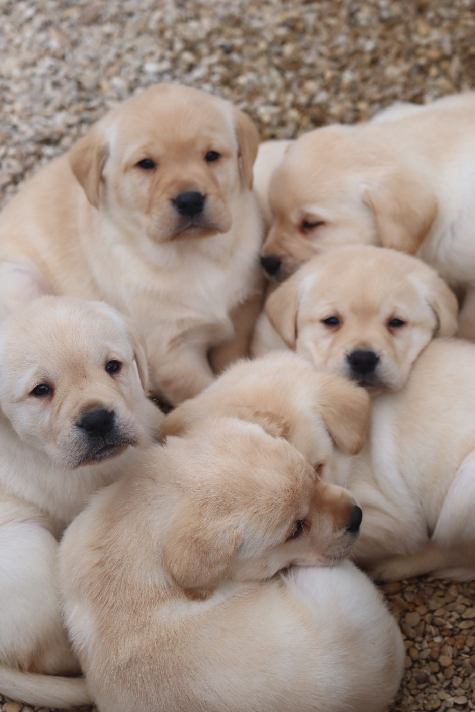 Des Vallées De Galway - CHIOTS LABRADORS SABLES DISPONIBLES MI JANVIER