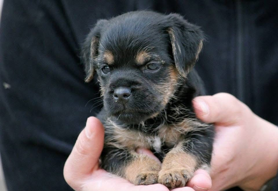 Des bébés borders bientôt !