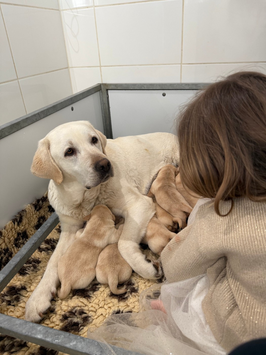 CHIOTS LABRADORS SABLES DISPONIBLES MI MAI