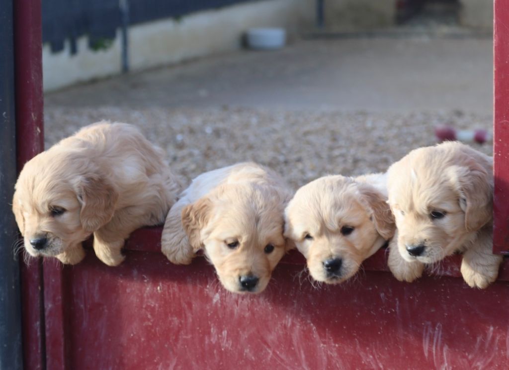 Des Vallées De Galway - Golden Retriever - Portée née le 17/10/2025