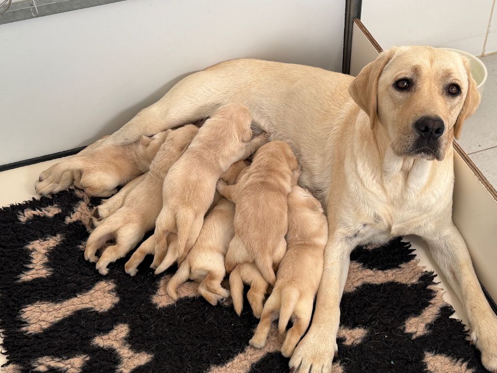 Des Vallées De Galway - Chiots disponibles - Labrador Retriever