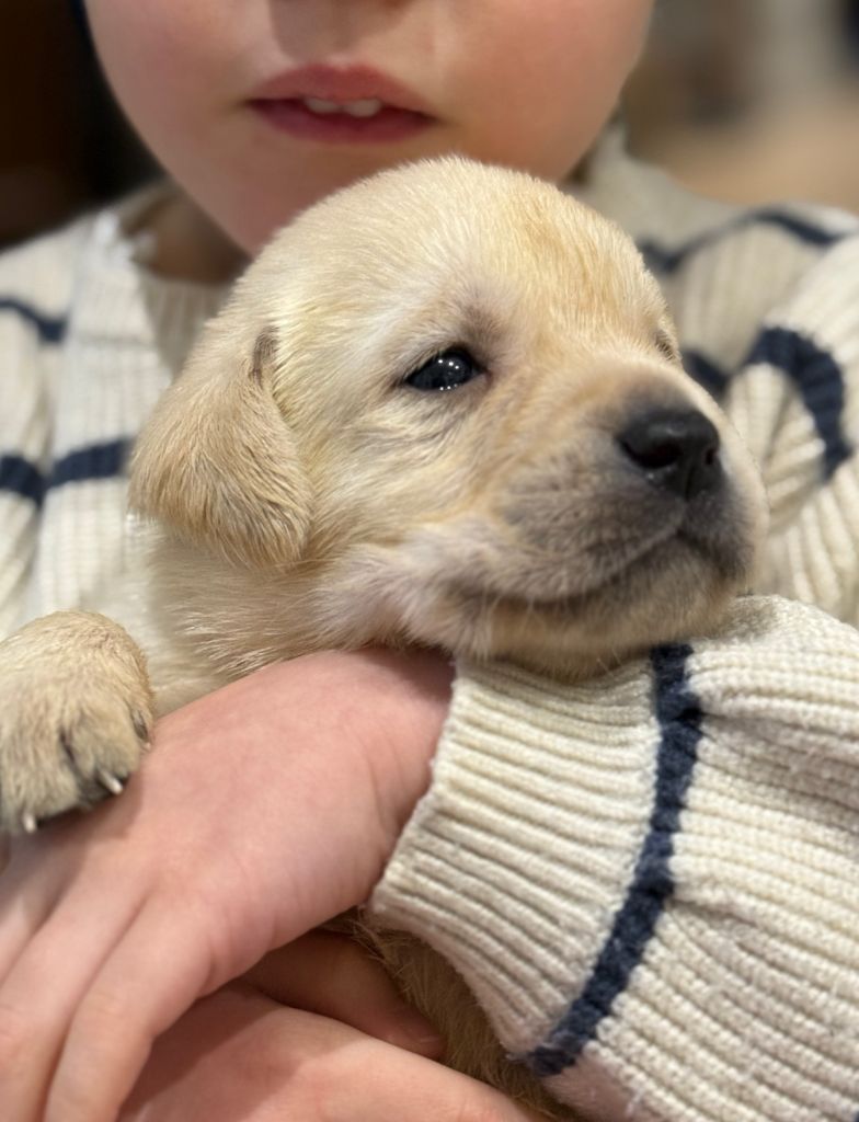 Des Vallées De Galway - Chiots disponibles - Labrador Retriever