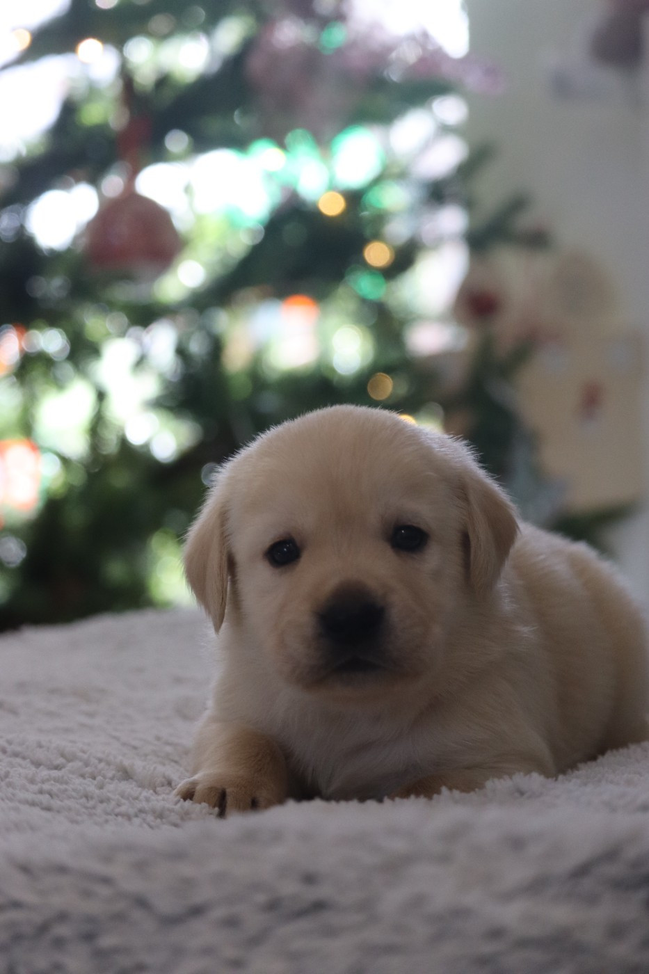 Des Vallées De Galway - Chiots disponibles - Labrador Retriever