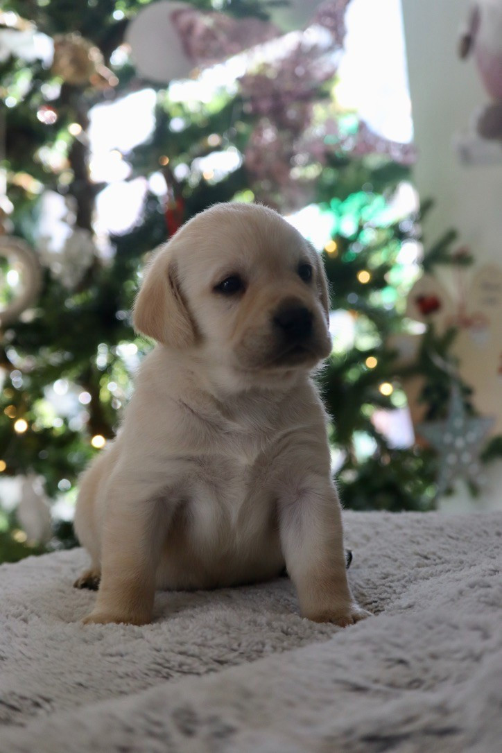 Des Vallées De Galway - Chiots disponibles - Labrador Retriever