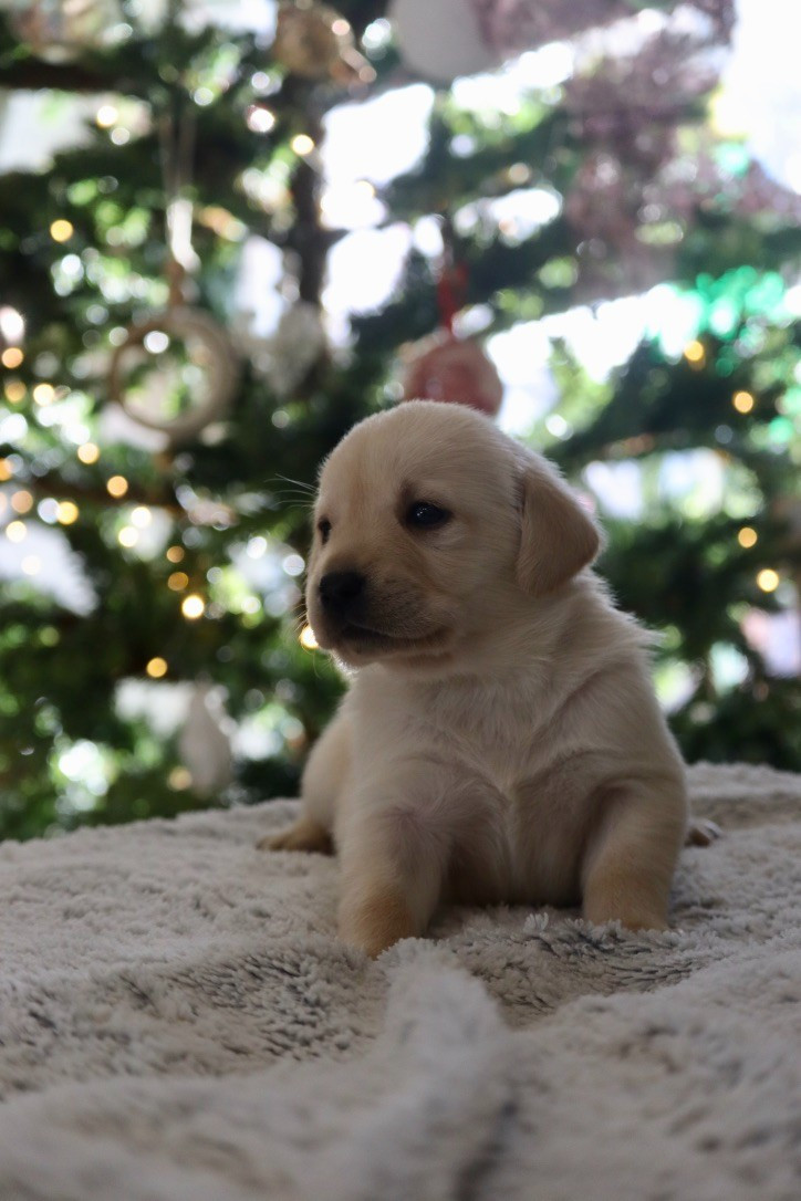 Des Vallées De Galway - Chiots disponibles - Labrador Retriever