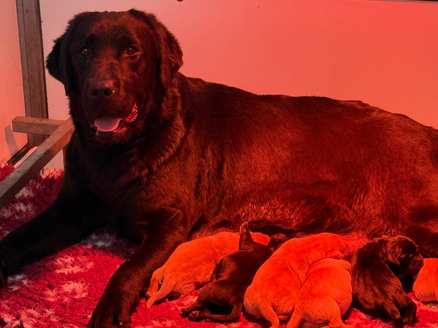 Des Vallées De Galway - Chiots disponibles - Labrador Retriever