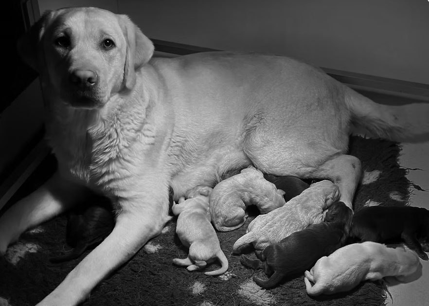 Chiot Labrador Retriever Des Vallées De Galway