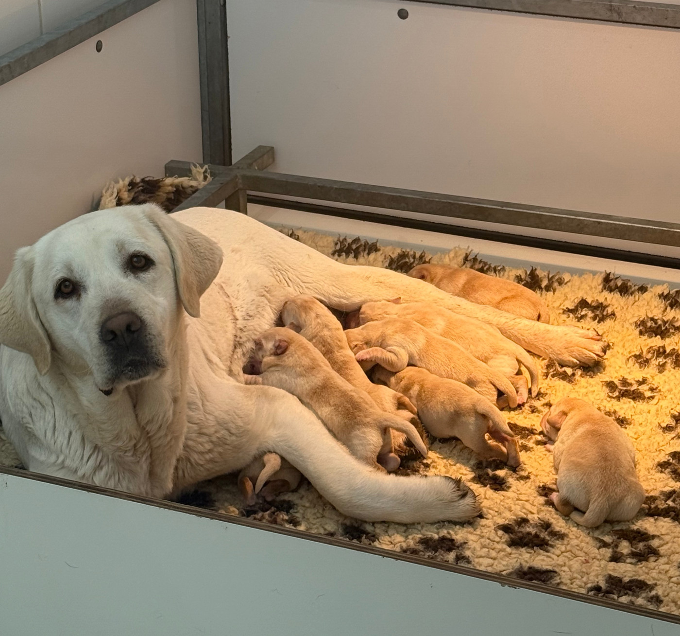 Des Vallées De Galway - Labrador Retriever - Portée née le 15/03/2026