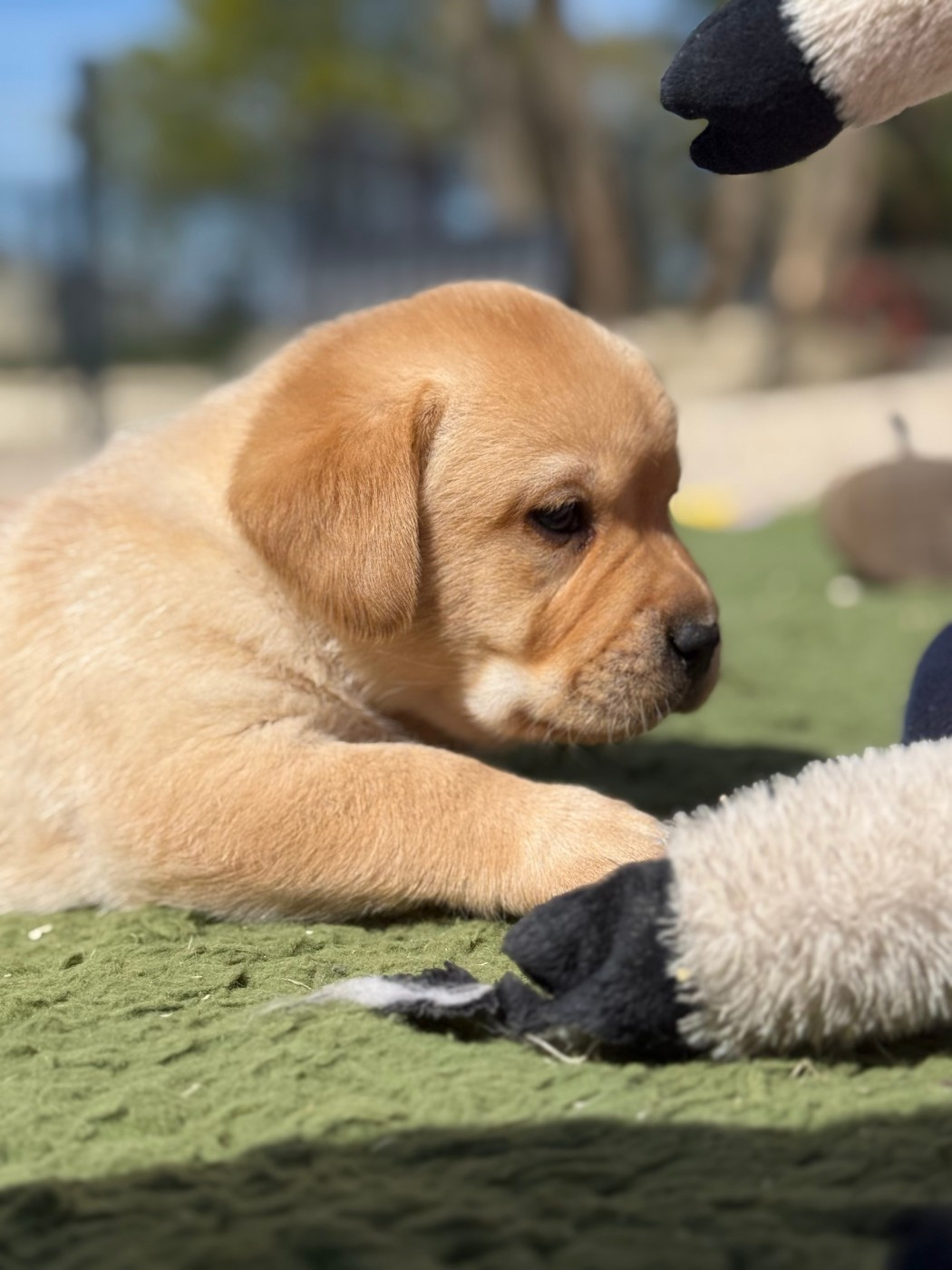Des Vallées De Galway - Chiots disponibles - Labrador Retriever