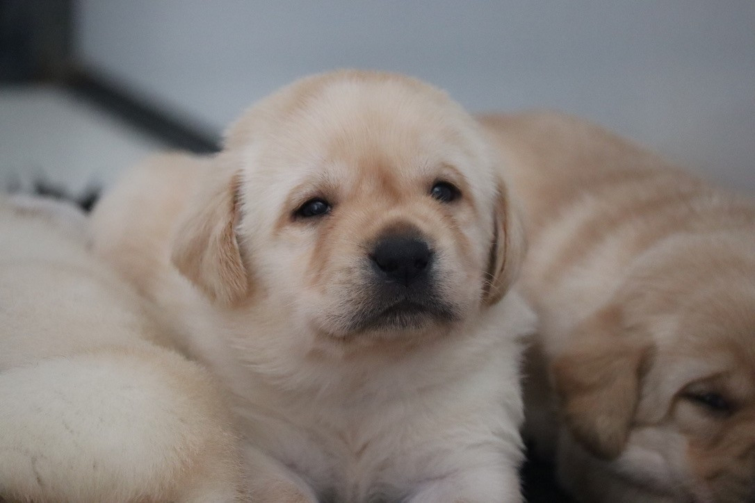 Des Vallées De Galway - Chiots disponibles - Labrador Retriever