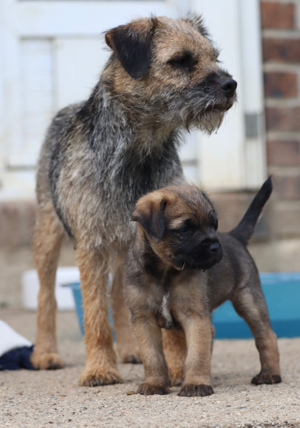 Des Vallées De Galway - Chiots disponibles - Border Terrier