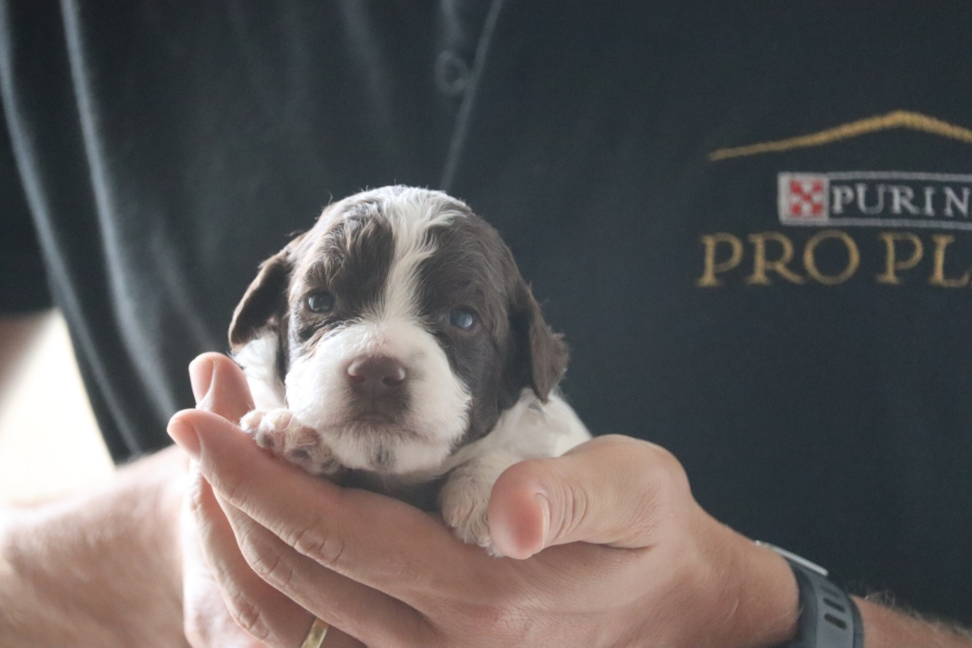 Des Vallées De Galway - Chiots disponibles - Lagotto Romagnolo