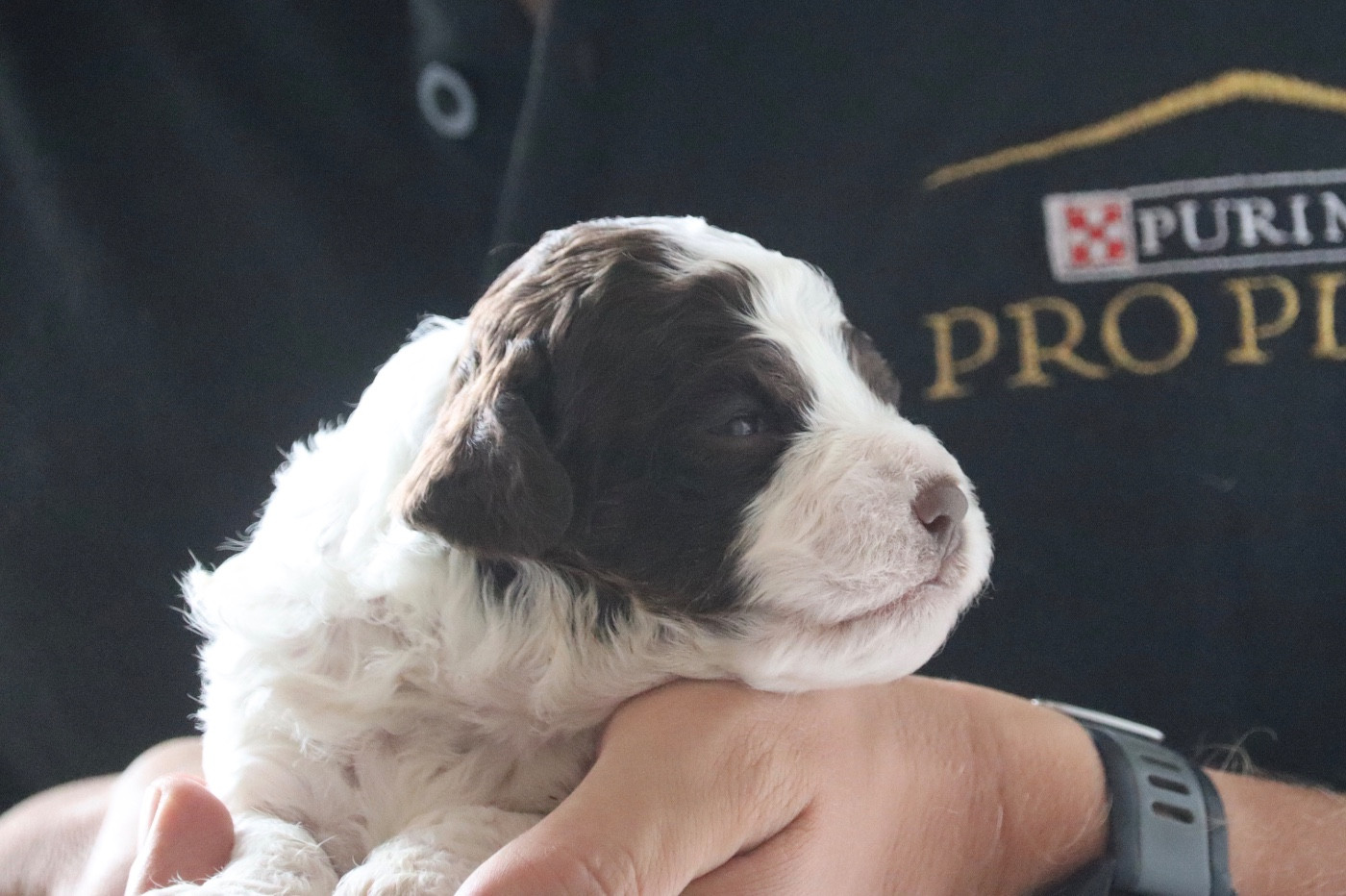 Des Vallées De Galway - Chiots disponibles - Lagotto Romagnolo