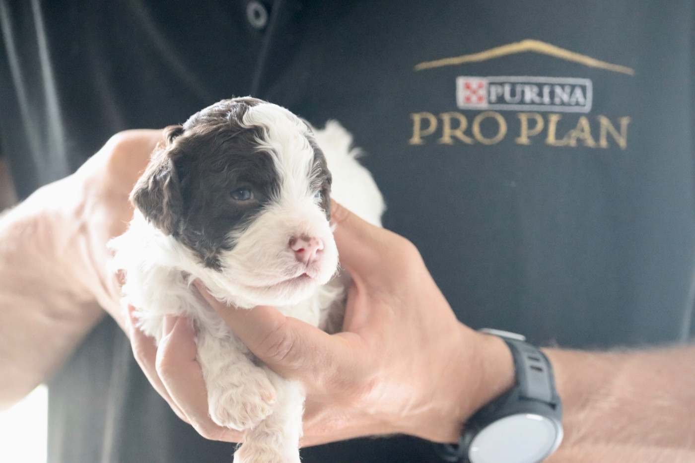 Des Vallées De Galway - Chiots disponibles - Lagotto Romagnolo