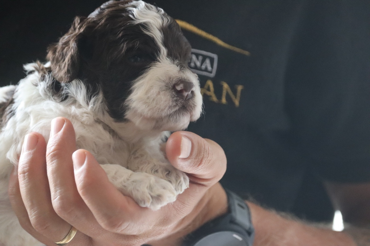 Des Vallées De Galway - Chiots disponibles - Lagotto Romagnolo
