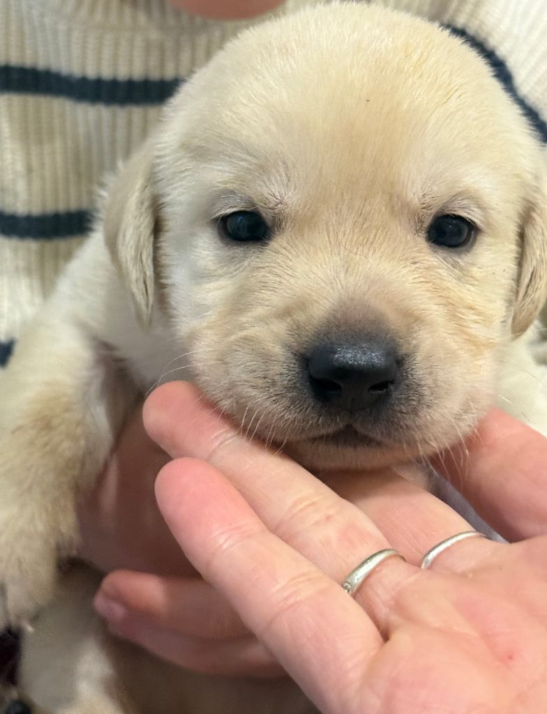 Des Vallées De Galway - Chiots disponibles - Labrador Retriever