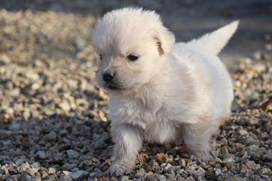 Des Vallées De Galway - Chiots disponibles - Golden Retriever