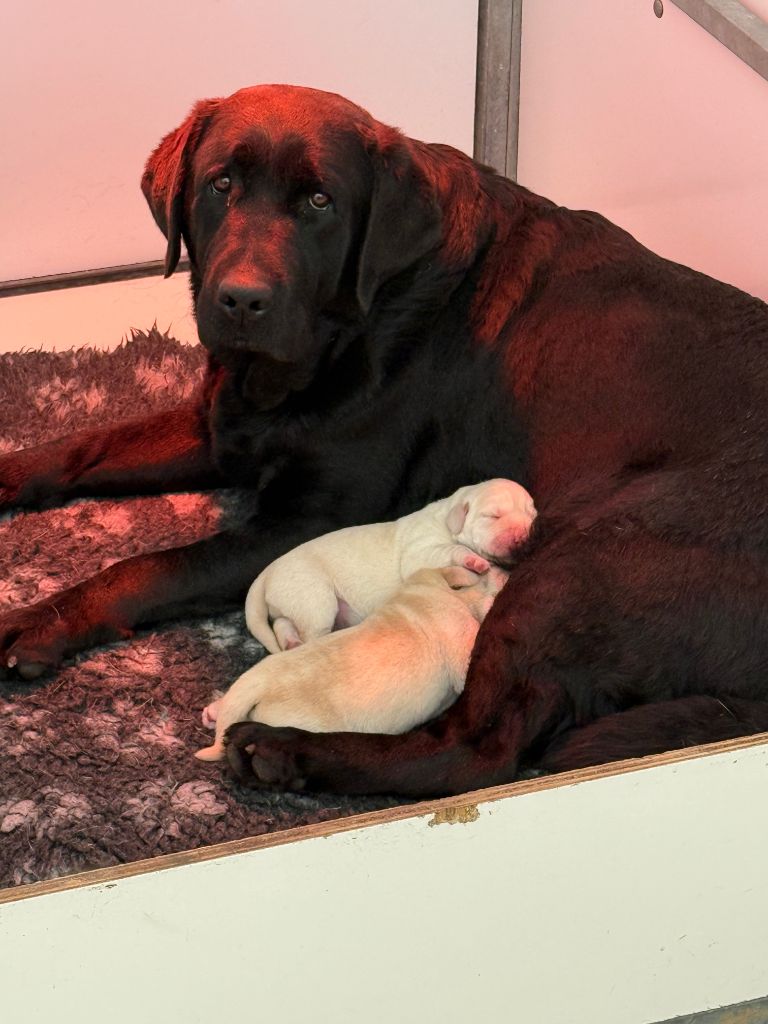 Des Vallées De Galway - Chiots disponibles - Labrador Retriever