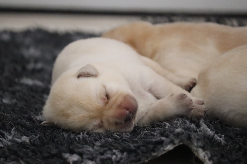 Des Vallées De Galway - Chiots disponibles - Labrador Retriever