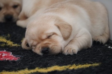 Chiot N°2