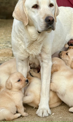 Chiot N°3