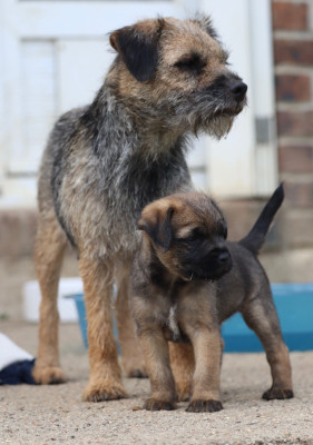 Chiot N°6