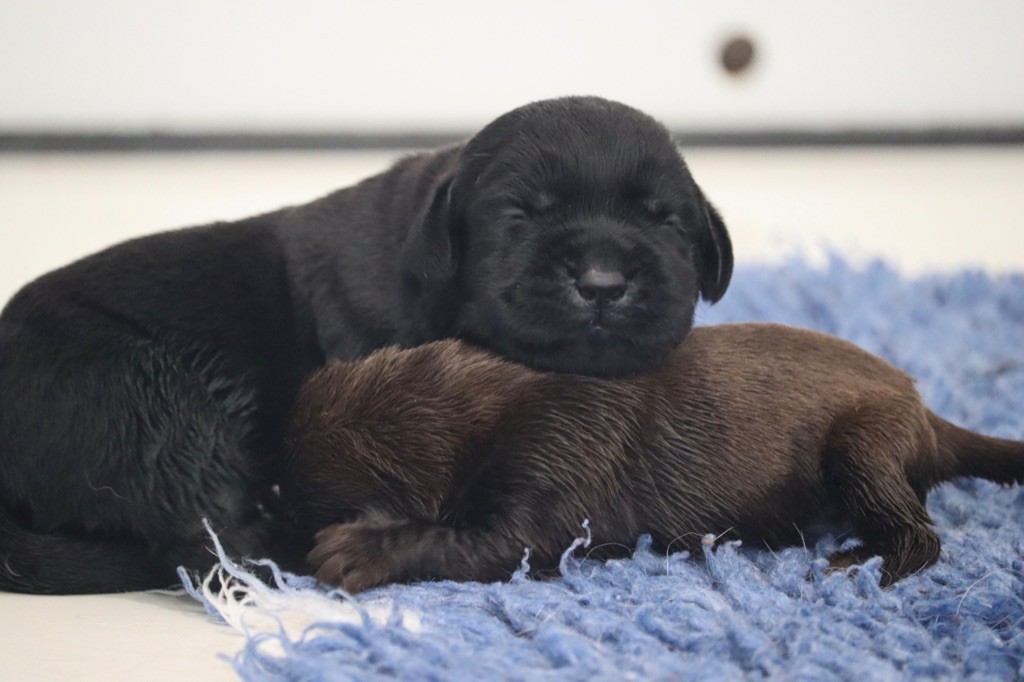 Des Vallées De Galway - Chiots disponibles - Labrador Retriever